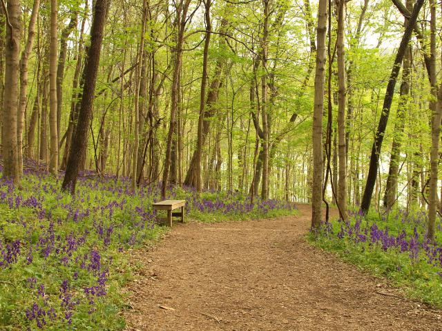 Blooming Larkspur Along a Forest Trail, Radnor Lake State Park, Nashville, Tennessee