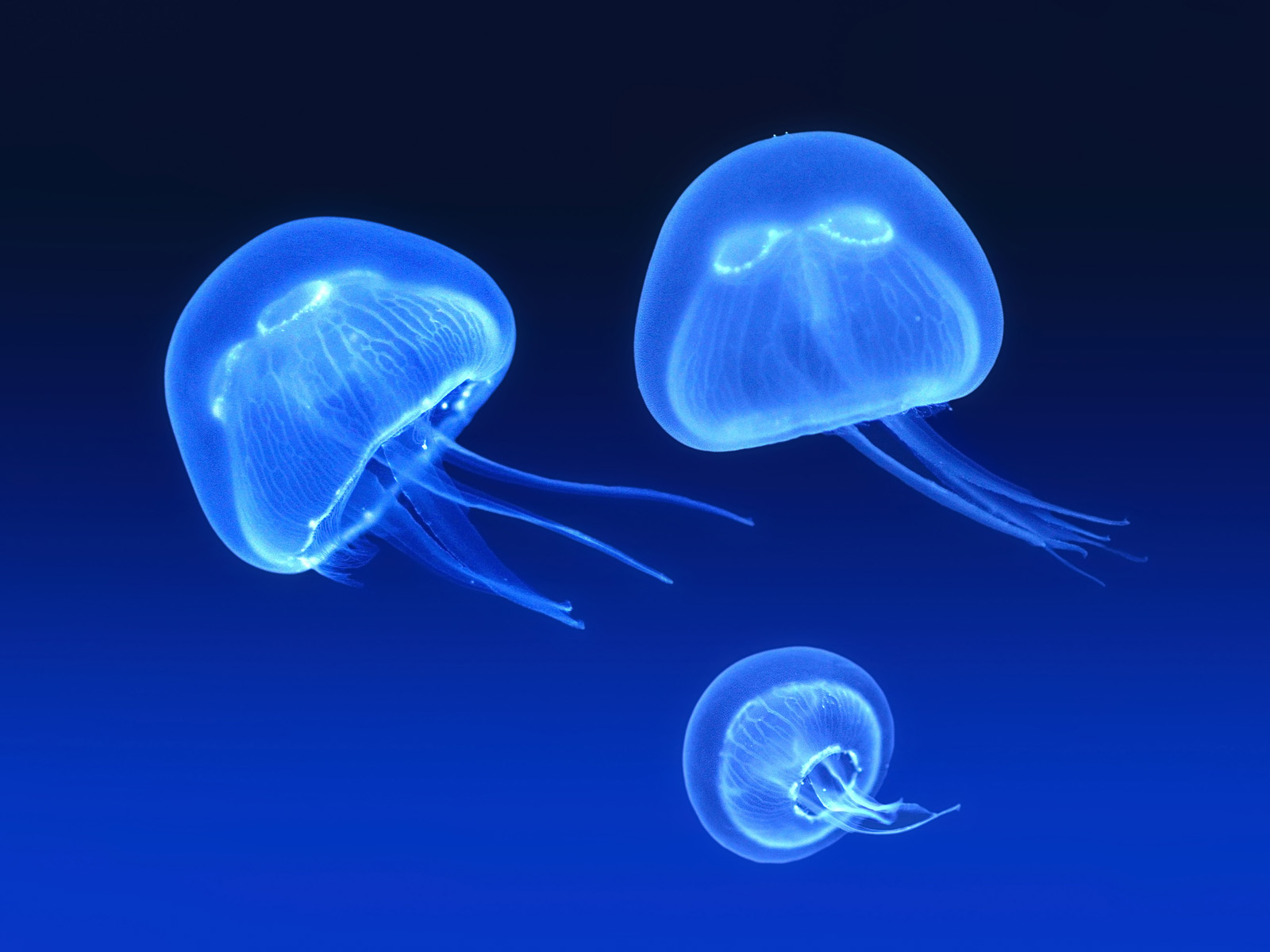 Blue Jellies