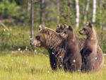 Brown Bear Mother and Cubs, Finland