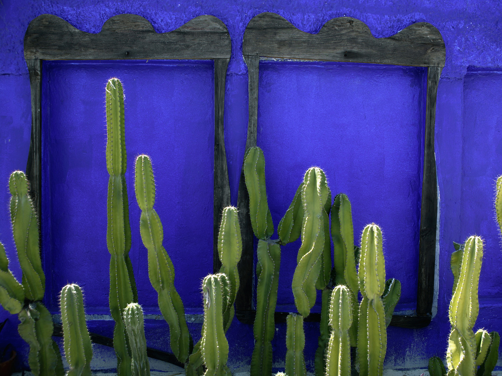 Cactus, Cancun, Mexico