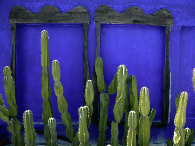 Cactus, Cancun, Mexico