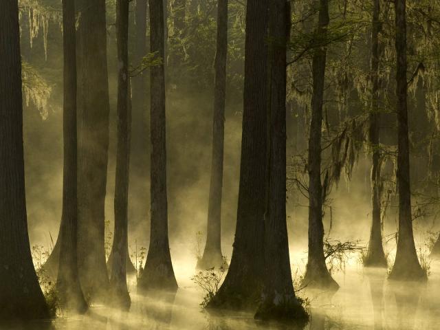 Cypress Trees at Sunrise, Polk County, South Carolina