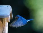 Eastern Bluebird