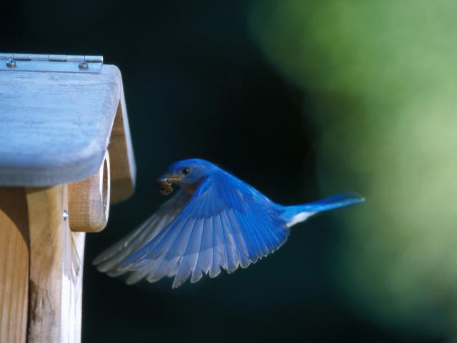 Eastern Bluebird