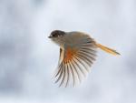 Flying Siberian Jay, Kuusamo, Finland