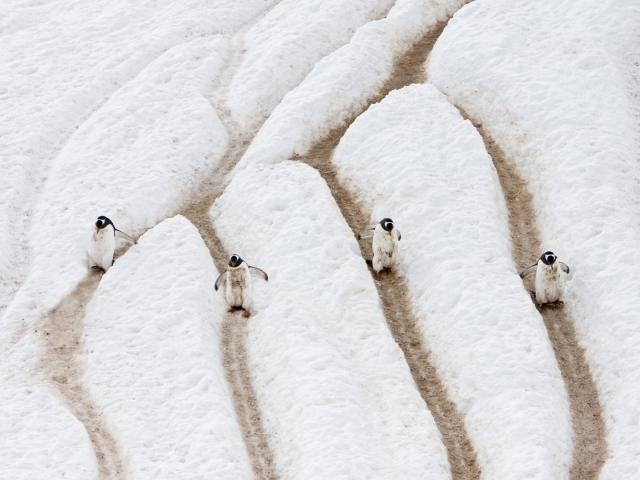 Gentoo Penguin Highway, Antarctica