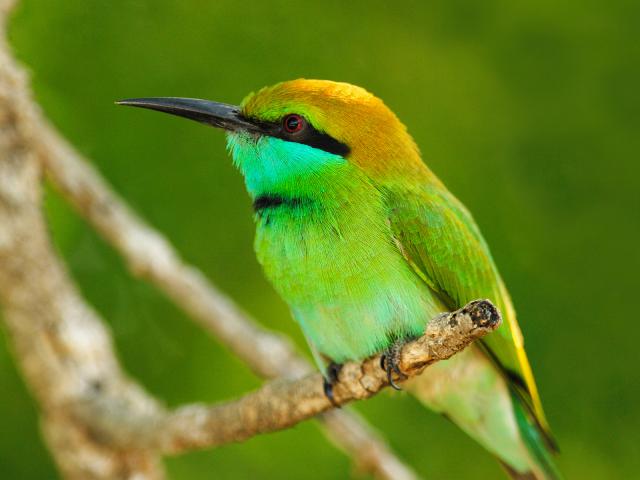 Little Green Bee-Eater, Yala West National Park, Sri Lanka