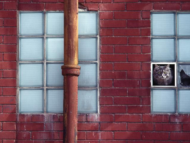 Peeping Tom
