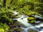 Roaring Fork, Great Smoky Mountains, Tennessee