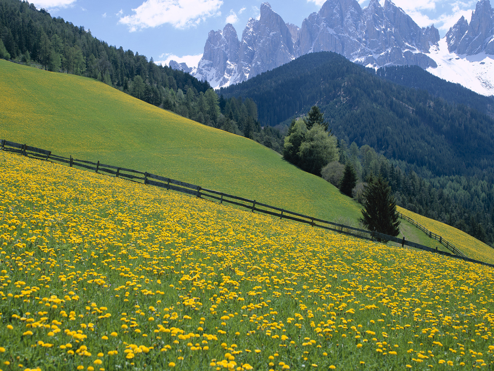Wildflowers, Dolomite Mountains, Italy