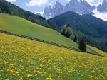 Wildflowers, Dolomite Mountains, Italy