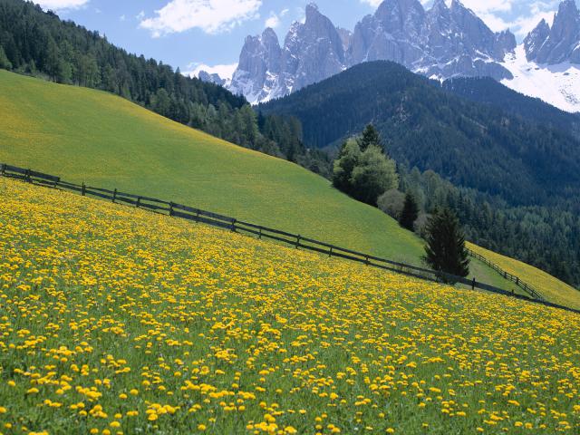 Wildflowers, Dolomite Mountains, Italy