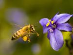 African Honey Bee Santa Barbara California