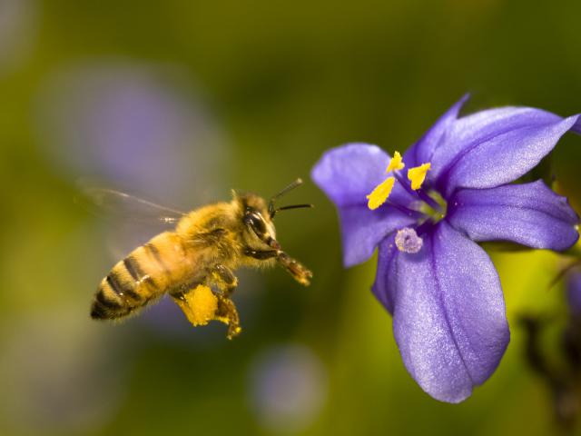 African Honey Bee Santa Barbara California