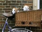 Bicycle Built for Two Jack Russell Terriers