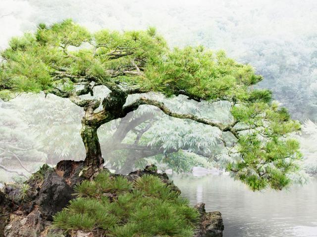 Bonsai Tree Overlooking a Pond