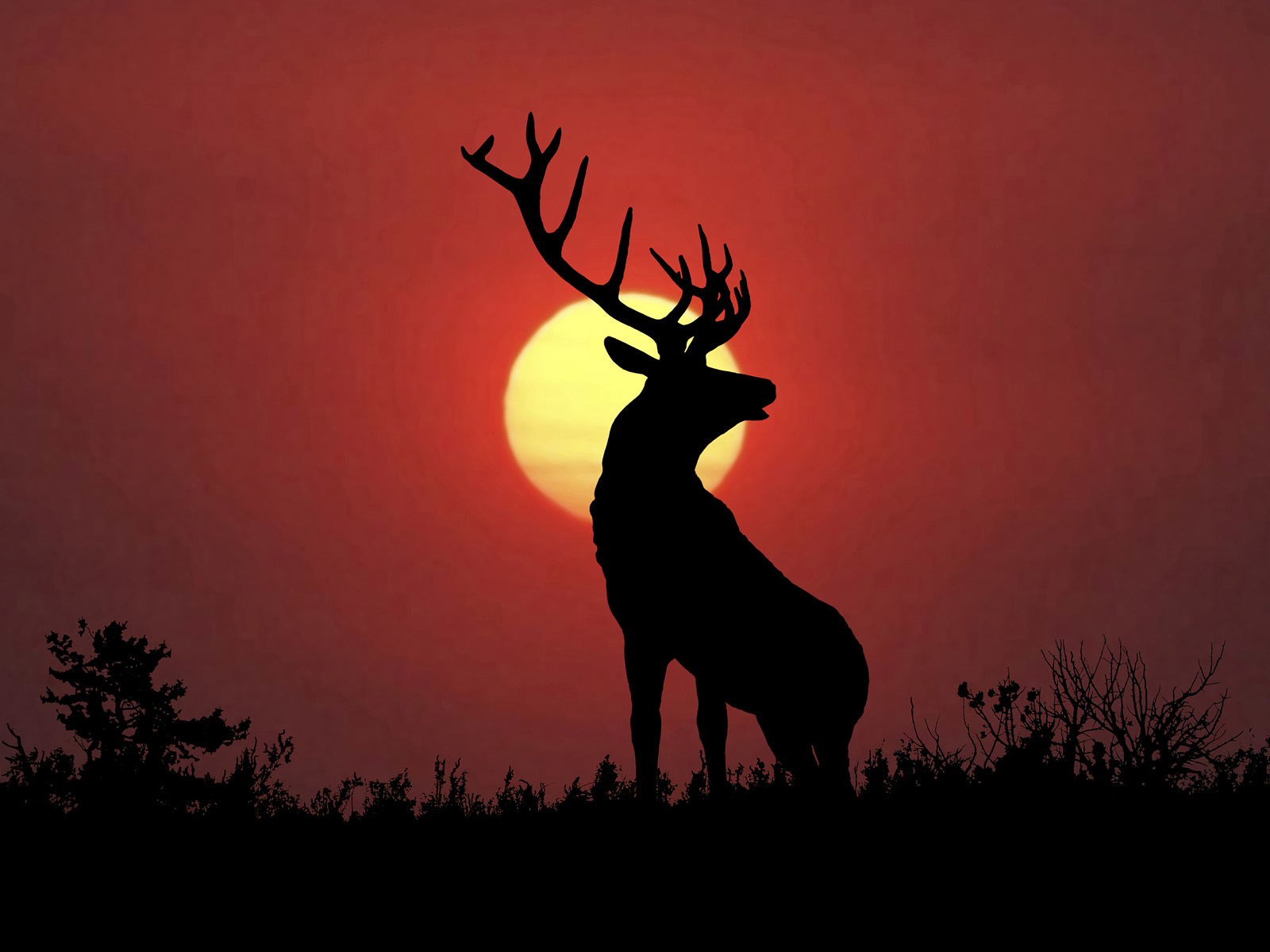 Bull Elk Sillouette at Sunset