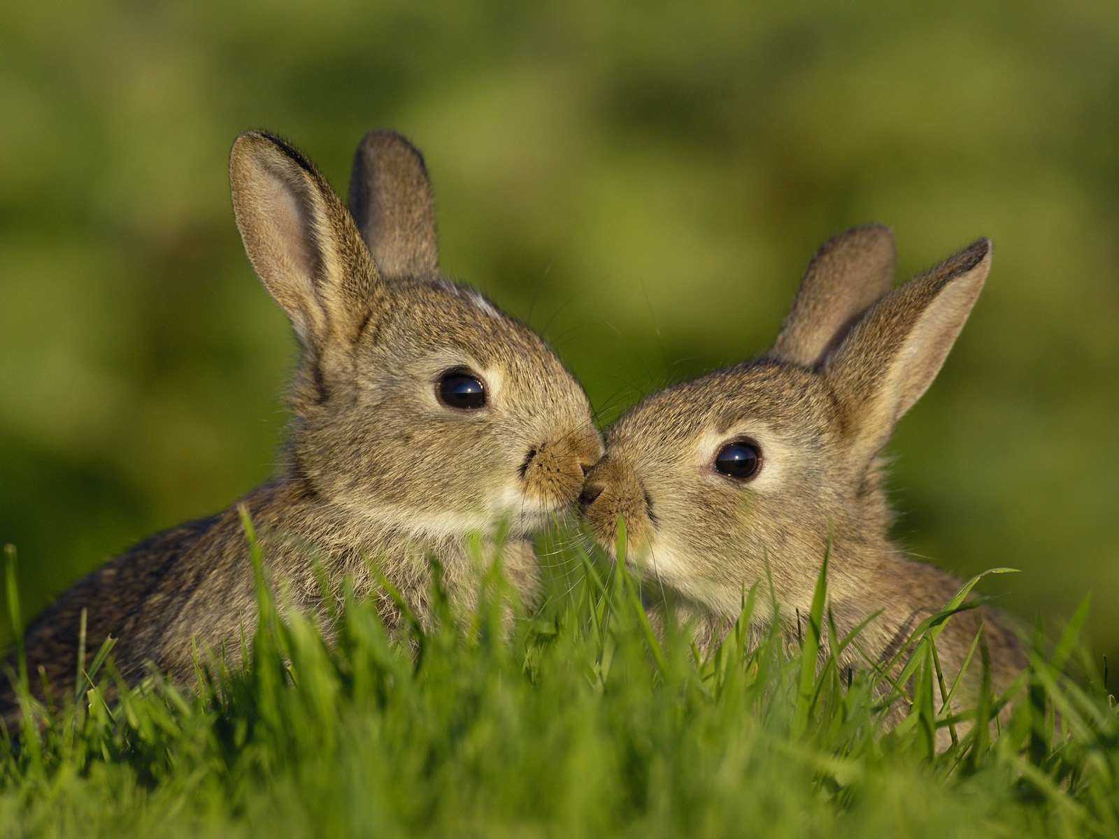 Bunny Love