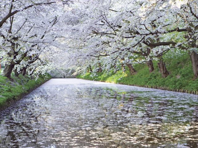 Cherry Trees Hirosaki Aomori Prefecture Japan