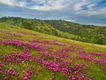 s Clover Bakersfield California