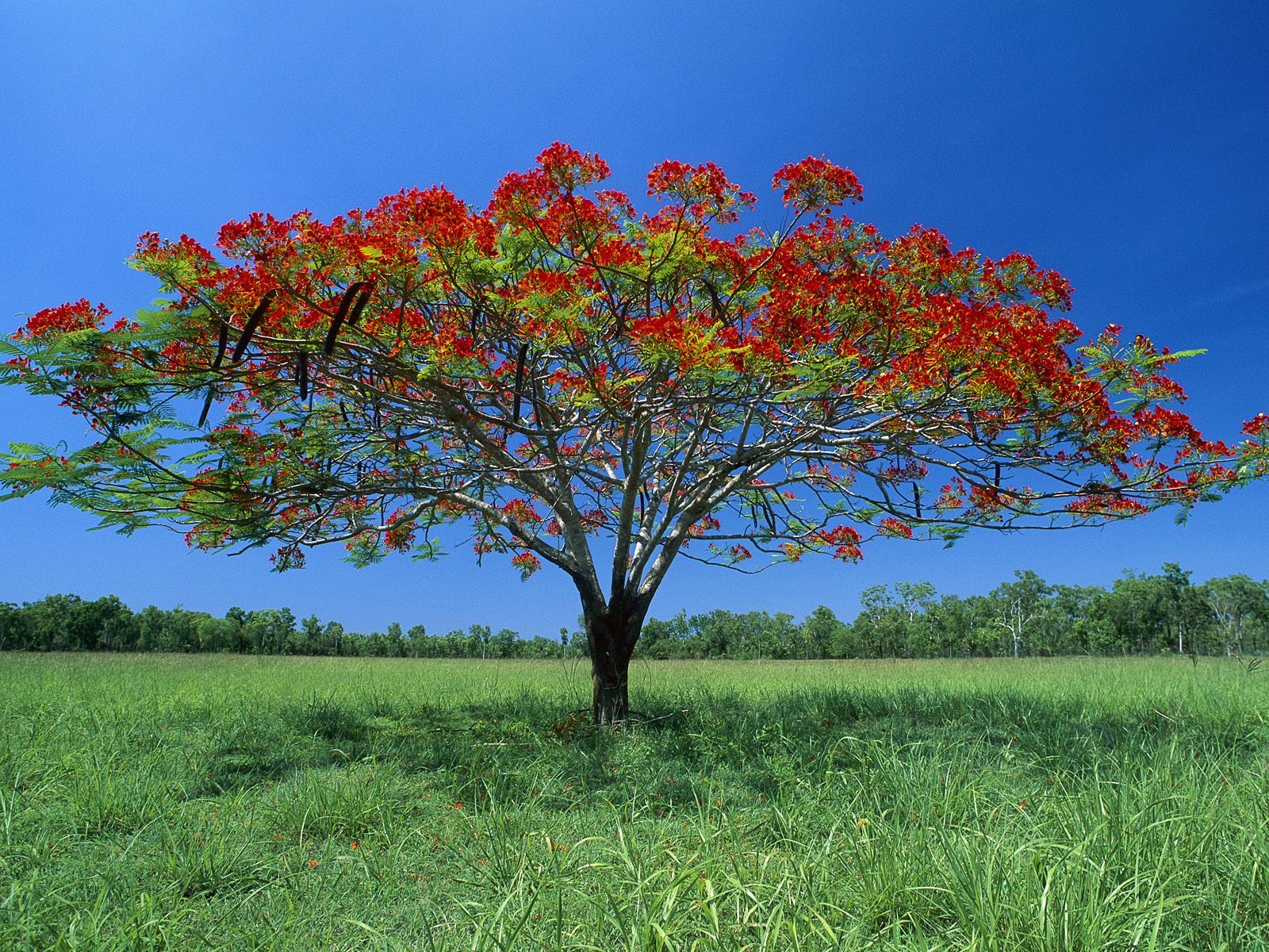 Flowering Acacia Tree Litchfield National Park Australia