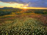 Golden Light Streaks Across the Colorful Fields of Carrizo Plain National Monument California