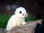 Lil Bunny
