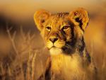 Lion Cub Kgalagadi Transfrontier Park Kalahari South Africa