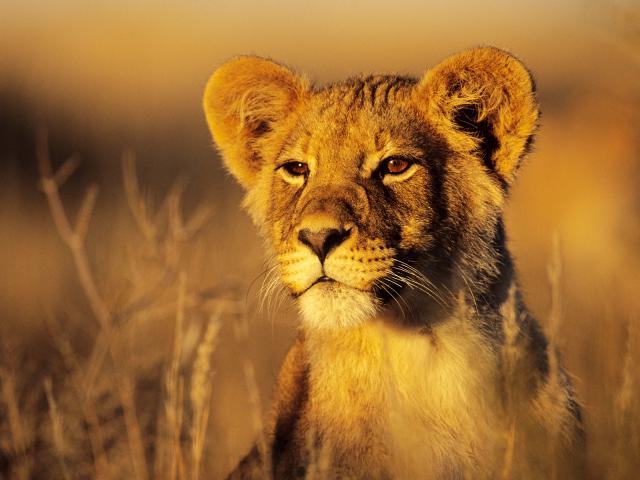 Lion Cub Kgalagadi Transfrontier Park Kalahari South Africa