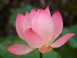 Lotus Plant Cambodia