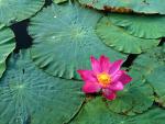 Lotus Water Lily