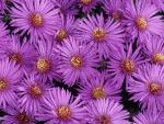 Michaelmas Daisies