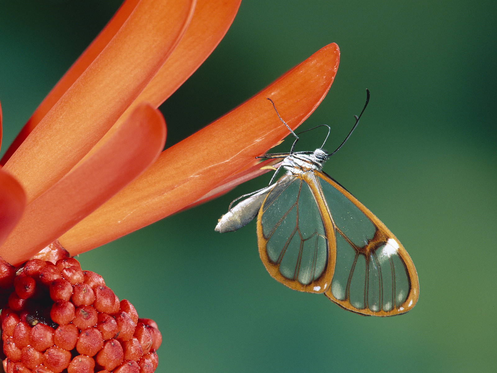 Nymphalid Butterfly Costa Rica