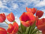 Orange Tulips