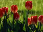 Rain Falling on Red Tulips