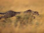 Running Cheetah