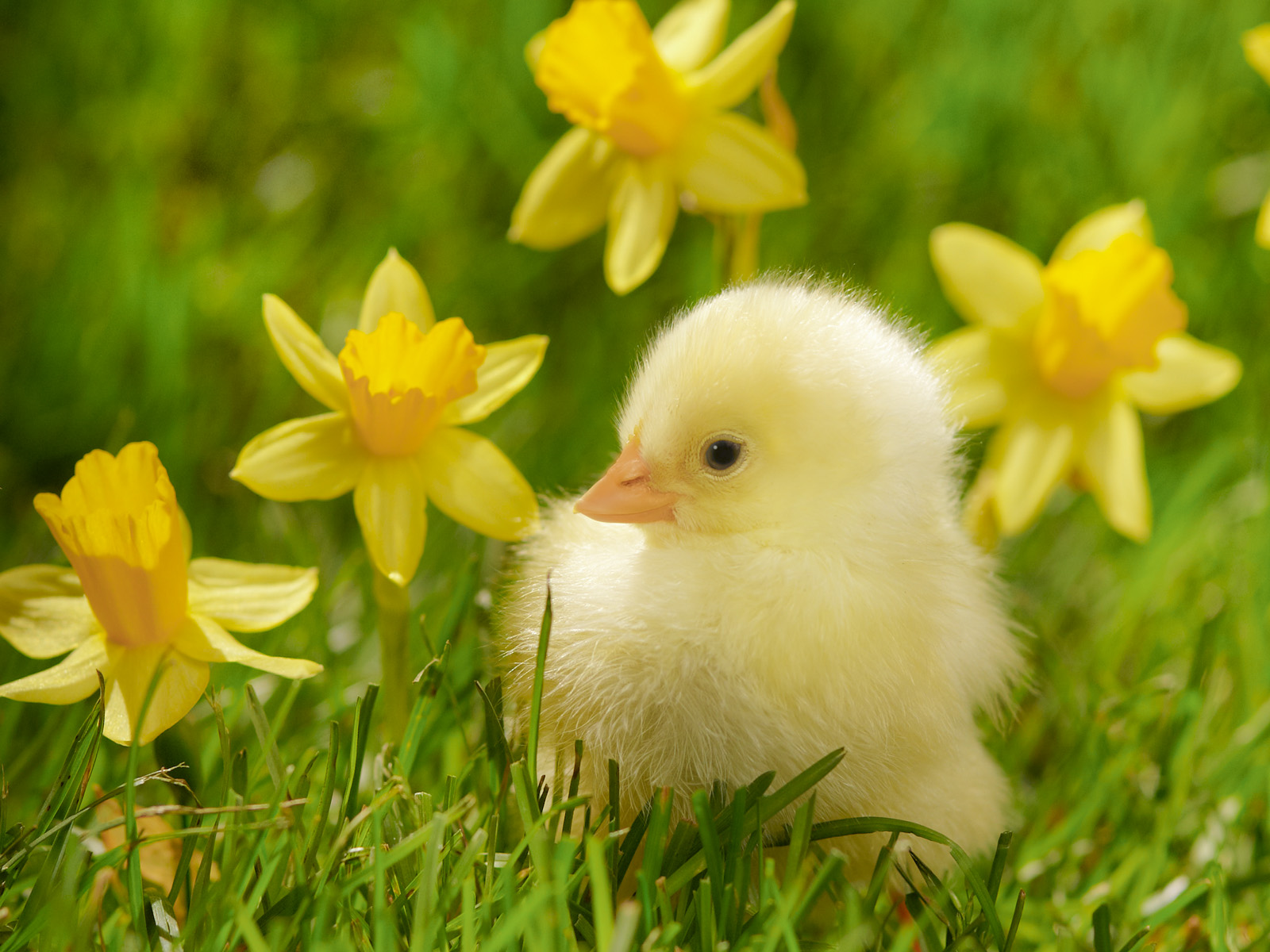Spring Chick and Daffodils