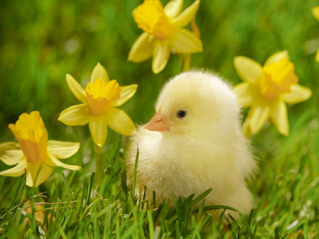 Spring Chick and Daffodils