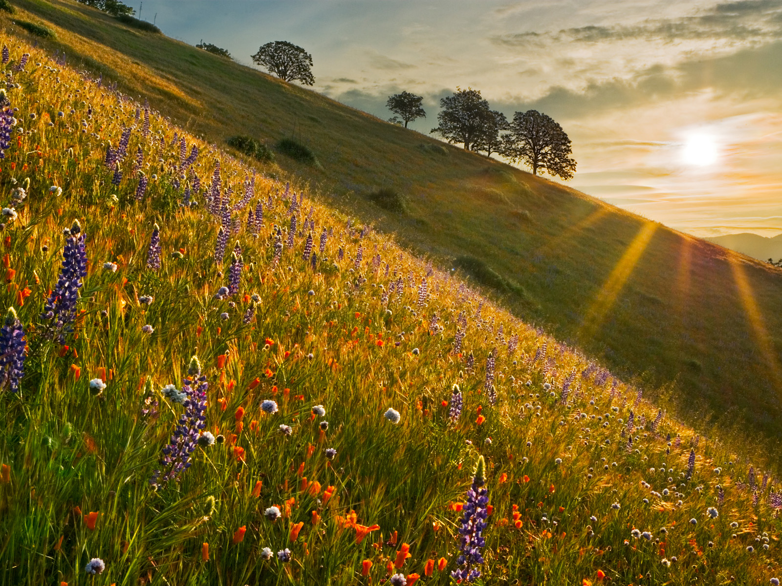 Spring Wildflowers at Sunrise Near Bakersfield California