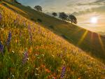 Spring Wildflowers at Sunrise Near Bakersfield California