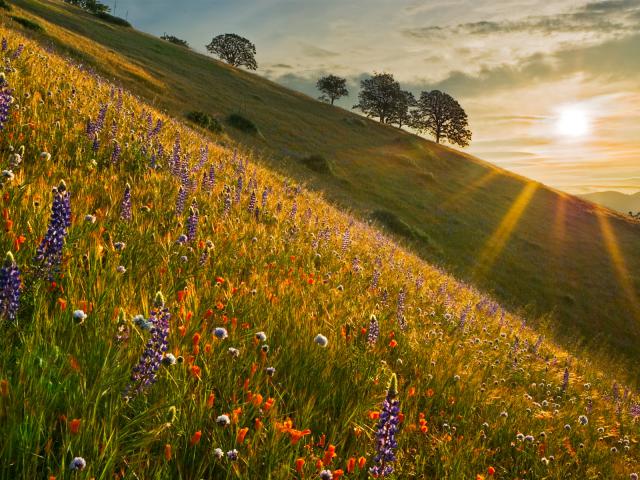 Spring Wildflowers at Sunrise Near Bakersfield California