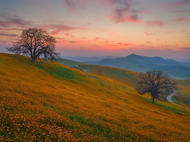 Spring Wildflowers at Sunset Bakersfield California
