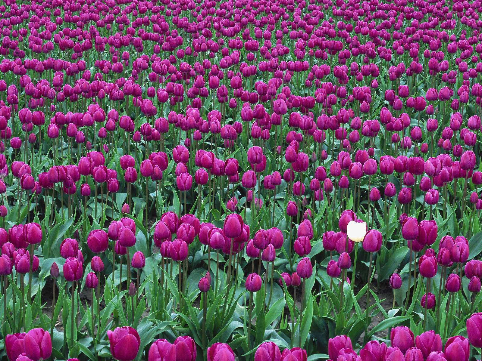 Tulips in Spring Skagit Valley Washington