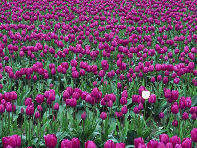 Tulips in Spring Skagit Valley Washington