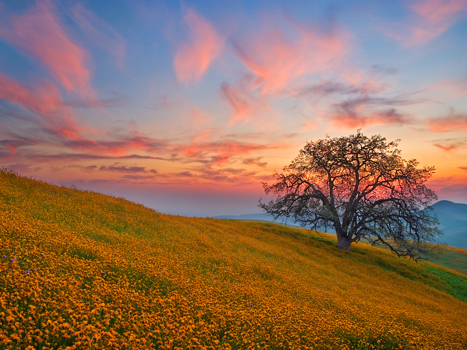 When Angels Take Flight Oak Tree Bakersfield California