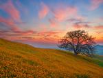 When Angels Take Flight Oak Tree Bakersfield California