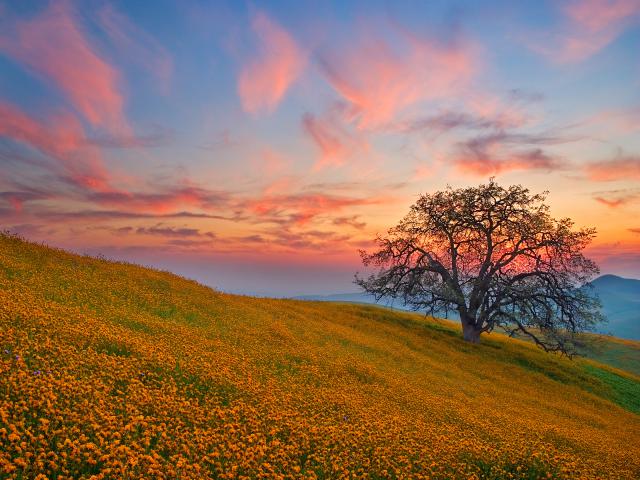 When Angels Take Flight Oak Tree Bakersfield California
