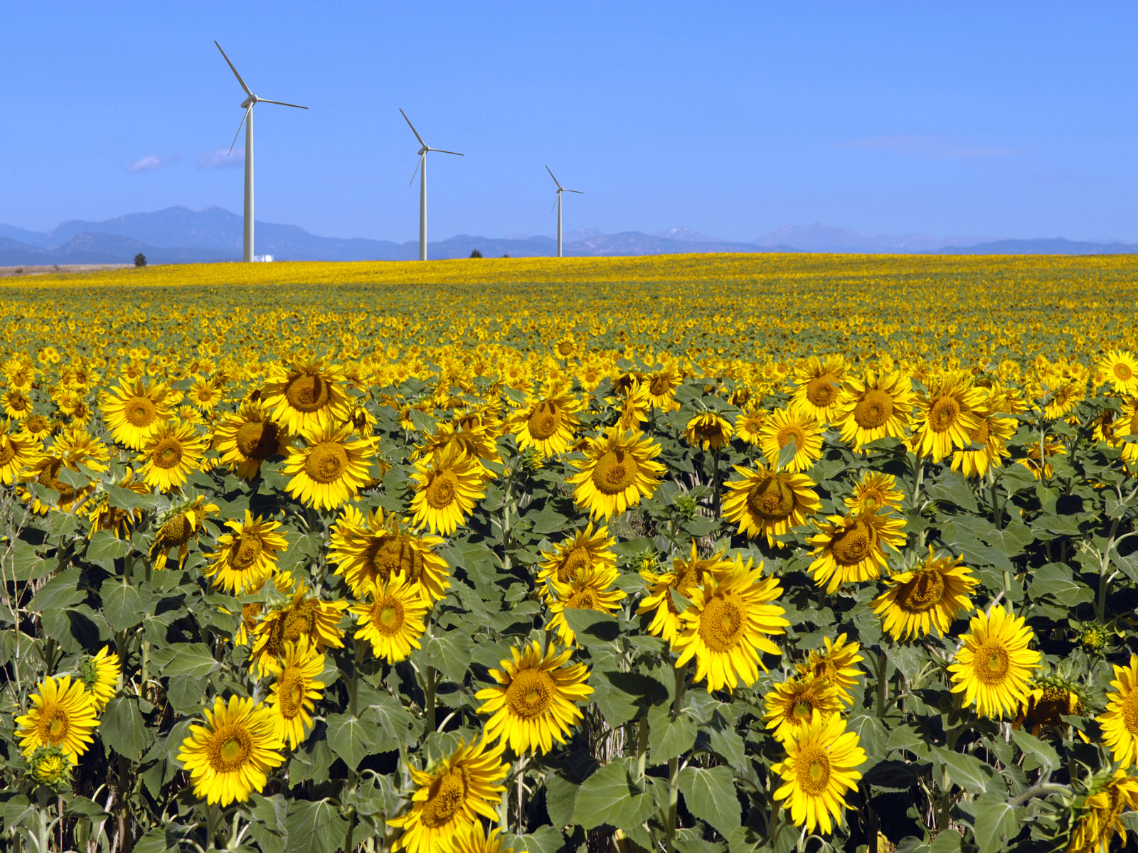 Wind Turbines Colorado