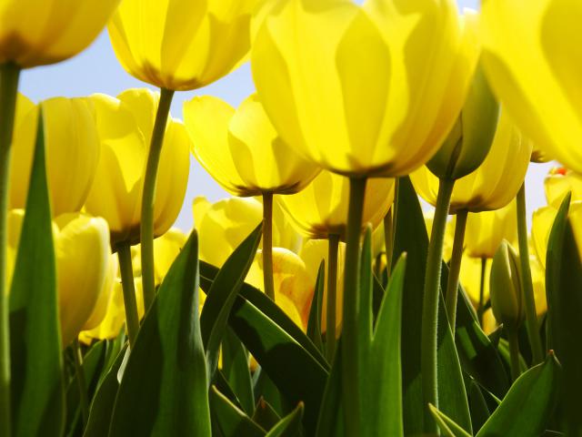 Yellow Tulips