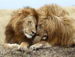 Affectionate Lions, Masai Mara National Reserve, Kenya